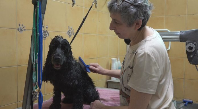 PET ECONOMY, CRESCE L’ATTENZIONE E LA SPESA PER GLI ANIMALI D’AFFEZIONE