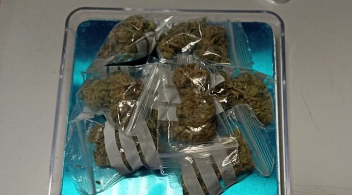 POLIZIA LOCALE, SEQUESTRATA MARIJUANA NASCOSTA NEL PARCO XXII APRILE