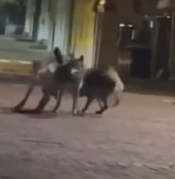 LUPI SI “AZZUFFANO” A MARANELLO: ALLERTATI I CARABINIERI FORESTALI