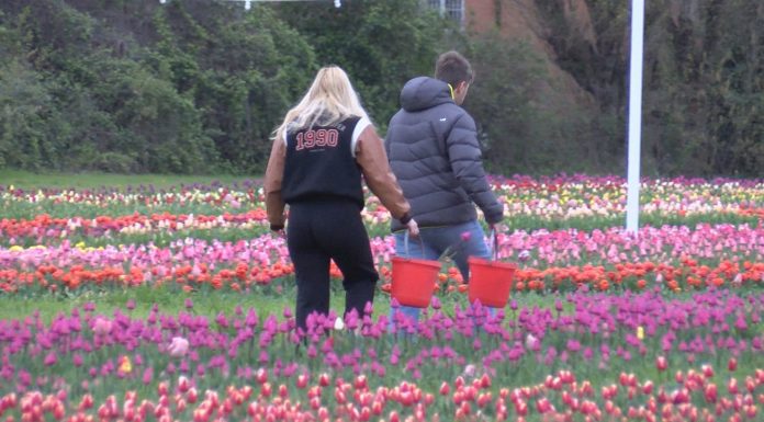 PROFUMI E COLORI, A BOLOGNA LA PRIMAVERA ARRIVA CON TULIPARK